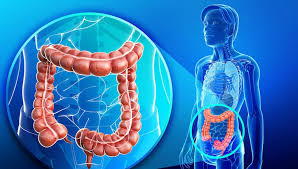 Bowel (Small & Large Intestine)