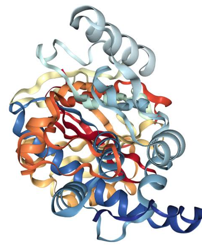 C1-Esterase-Inhibitor Protein