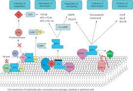 Protein - C Activity