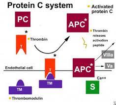 Protein - S Activity